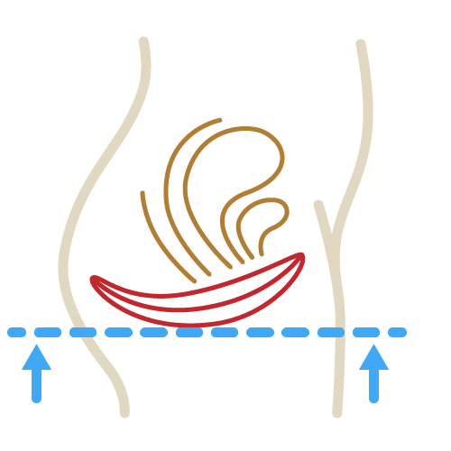 Illustration eines gekräftigten Beckenbodens